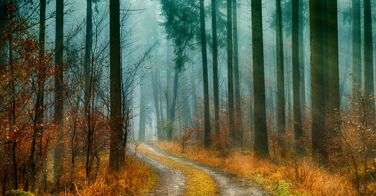Forest Pathways Photo · Free Stock Photo