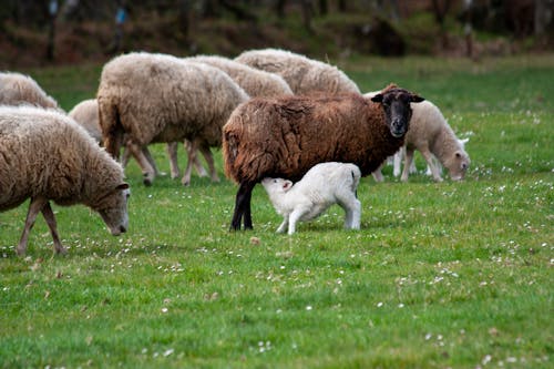 Sheep Feeding Lamp on Pasture