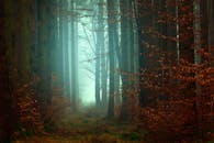 雾气缭绕的森林中，高大的树木与秋叶营造出神秘的氛围