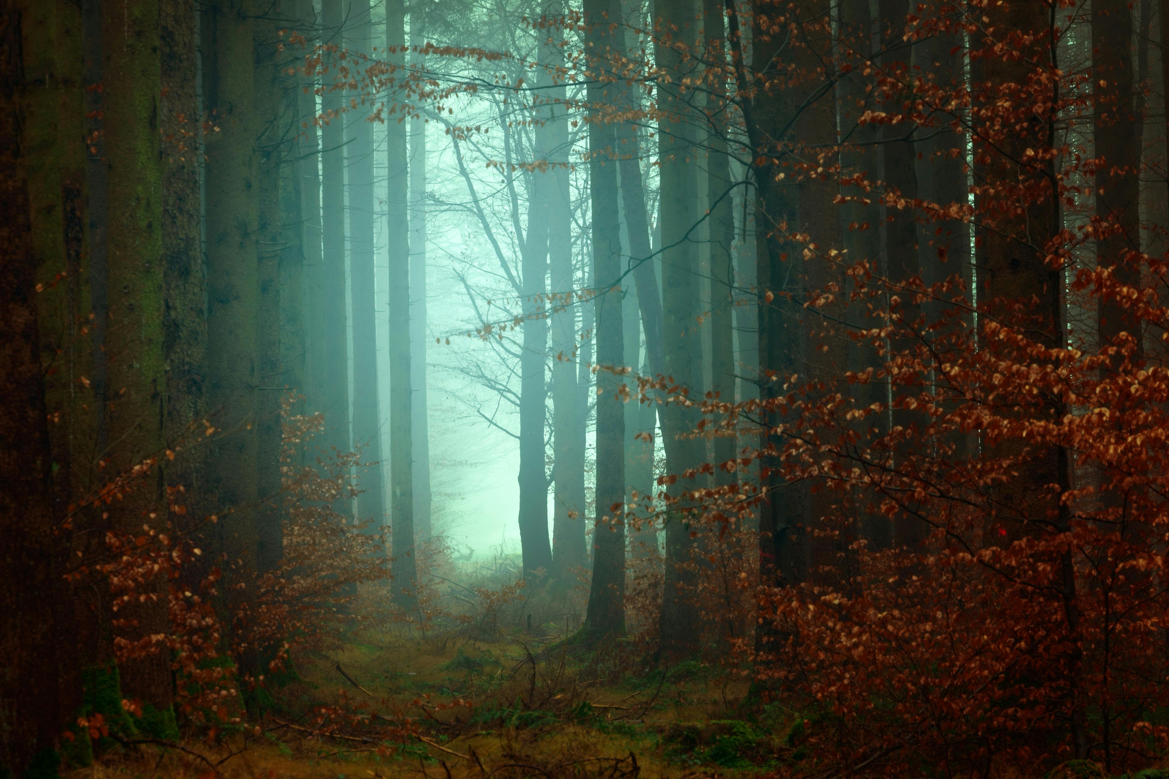 dark forest wallpaper widescreen