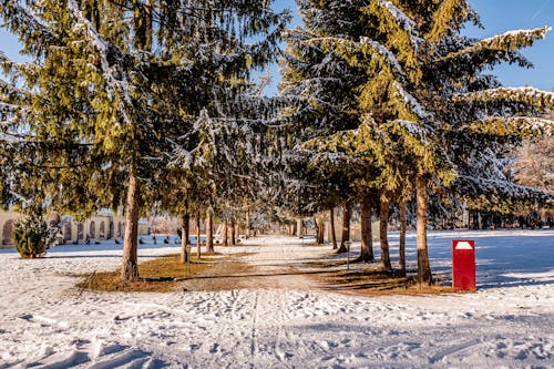 View of a Snowy Walkway between Trees in a Park 