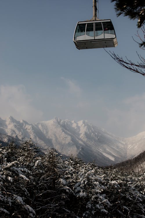 Imagine de stoc gratuită din arbori, codru, fotografiere verticală