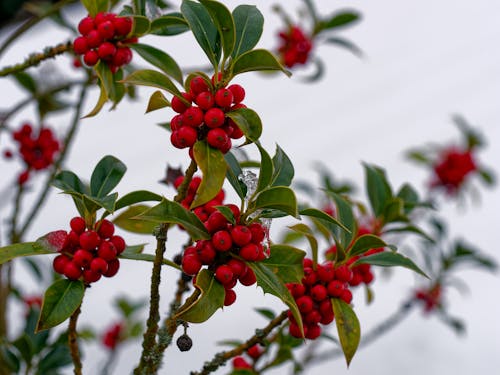 Close-up of Holly Branches with Red Berries 