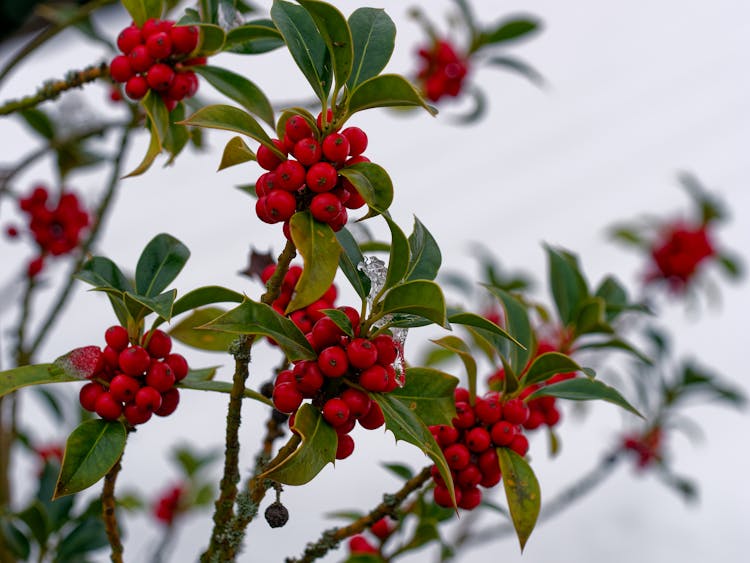 Close-up Of Holly Branches With Red Berries 