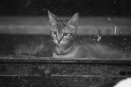 Free Black and White Photo of a Kitten Standing behind a Window  Stock Photo