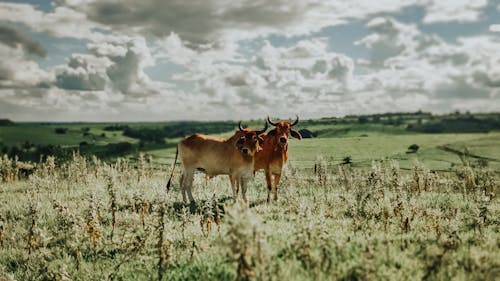Free Two Brown Cows on Green Grass Field Stock Photo