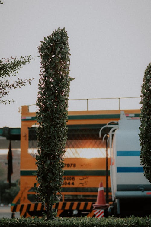 View of a Shrub on the Background of a Yellow Construction in City 