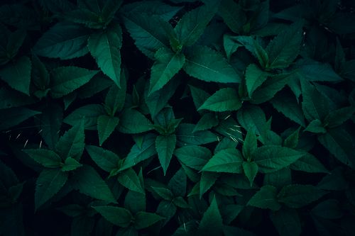 Free A moody, close-up view of dark green leaves providing a natural and fresh atmosphere. Stock Photo