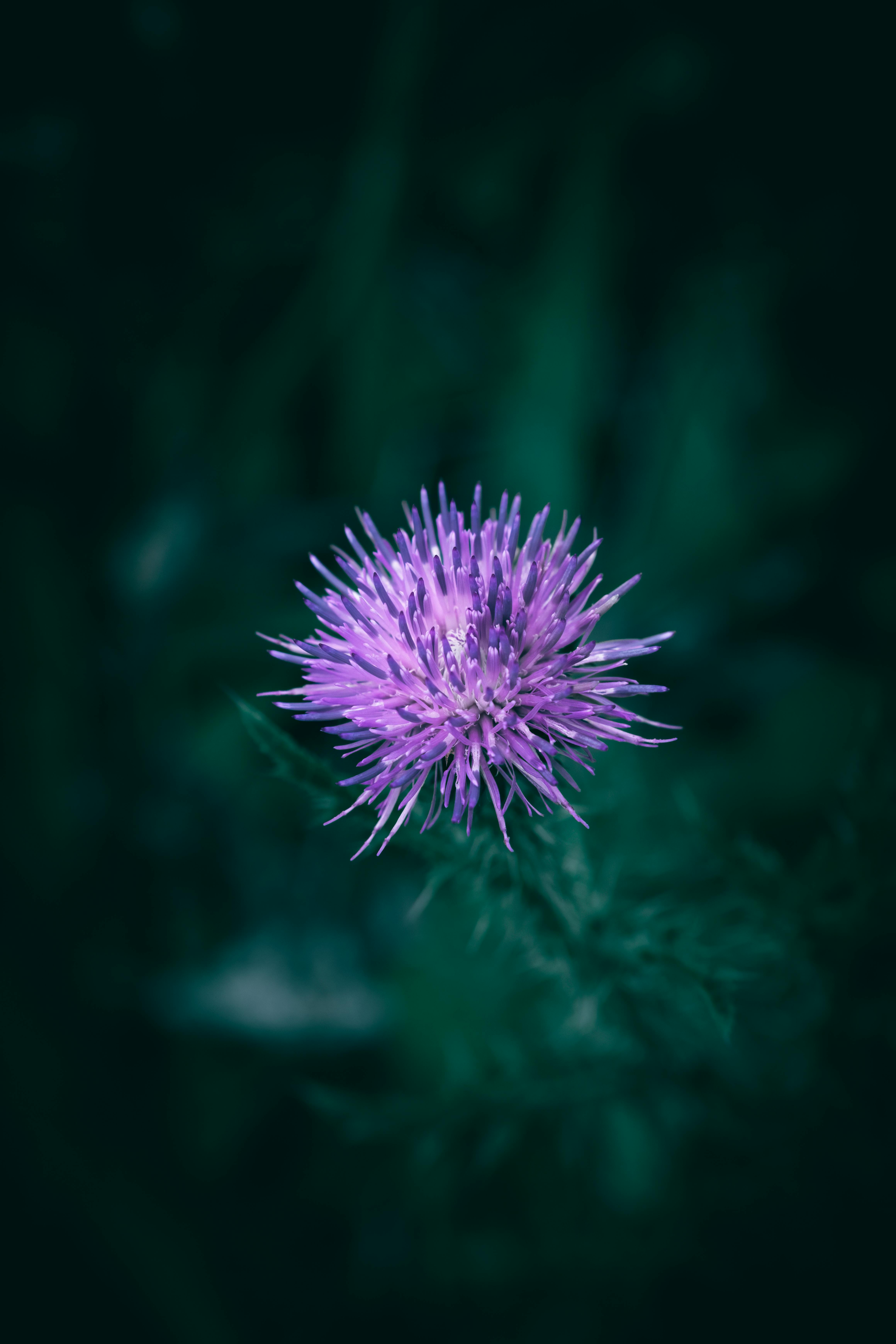 Vibrant purple thistle flower in full bloom, showcasing delicate petals and natural beauty against a blurred background.