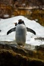 Close-up of a Gentoo Penguin Standing on a Rock