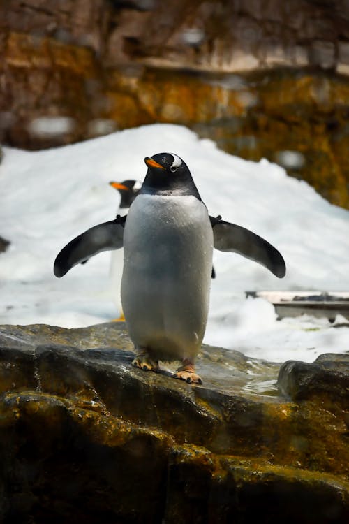 Free Close-up of a Gentoo Penguin Standing on a Rock  Stock Photo