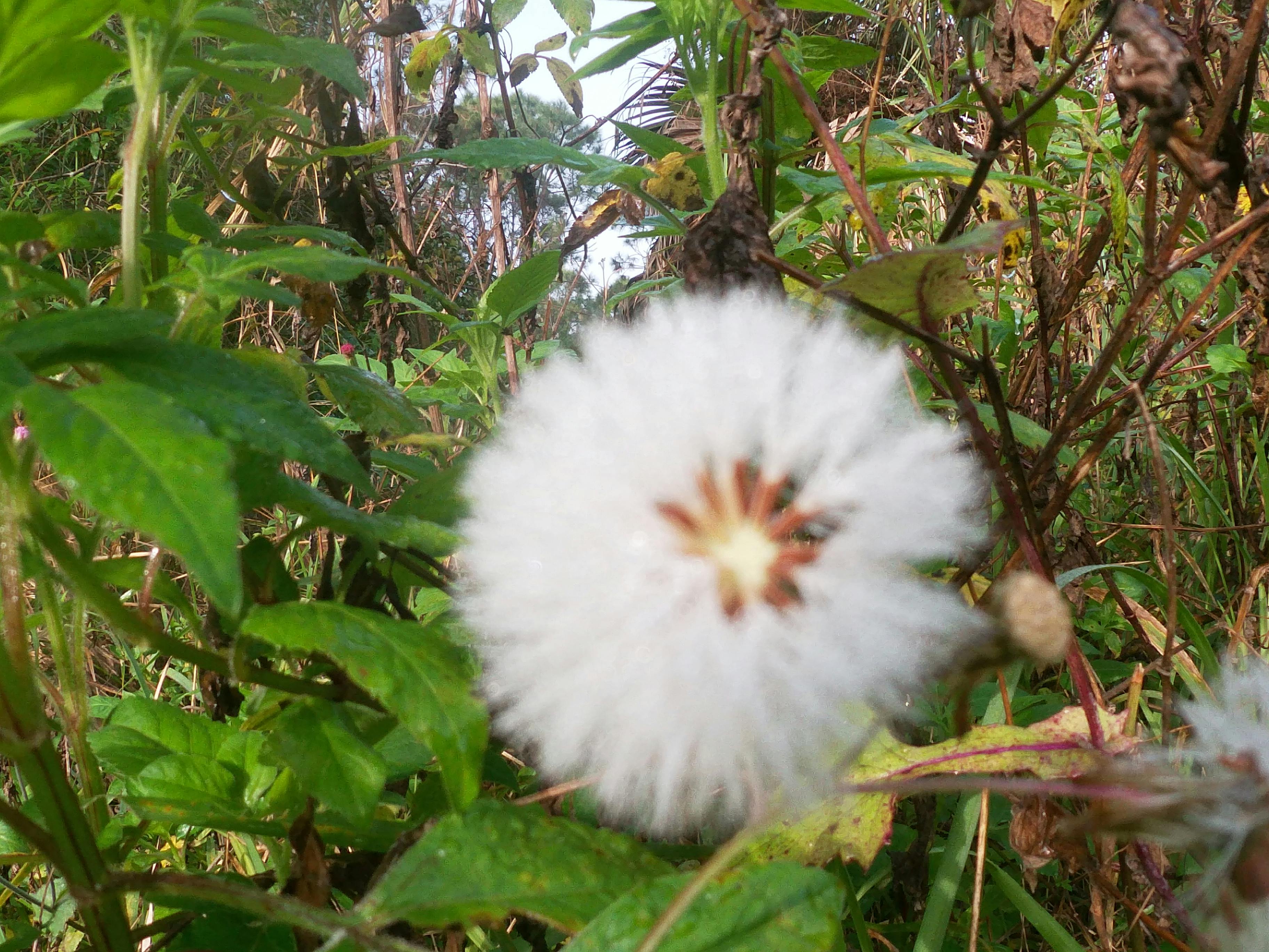 Photo Gratuite De Belle Fleur Bouton De Fleur Fleur