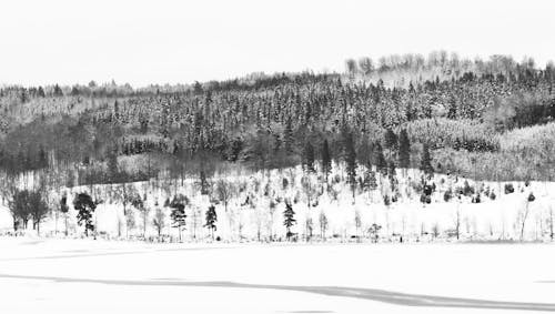 Foto stok gratis alam, dingin, hitam & putih