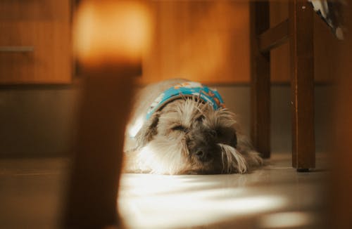 Free Dog Sleeping on Floor Stock Photo