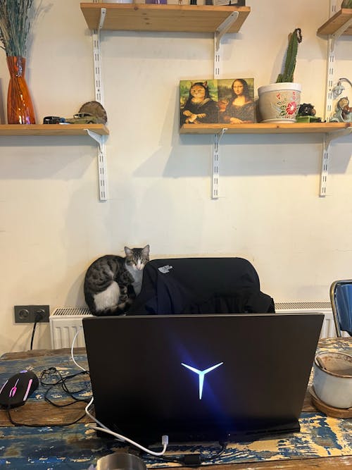 working with cat