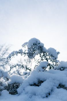 Branches covered in snow under a clear winter sky, captured in Oestrich-Winkel.