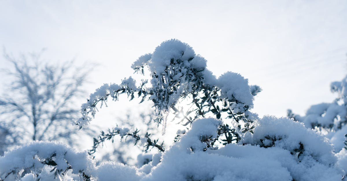 Las plantas más resistentes al frío