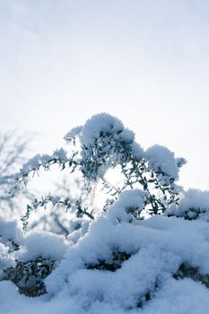 Delicate branches covered in snow against a clear winter sky in Oestrich-Winkel, Germany.