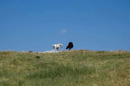 Horse and Cow on Grassland