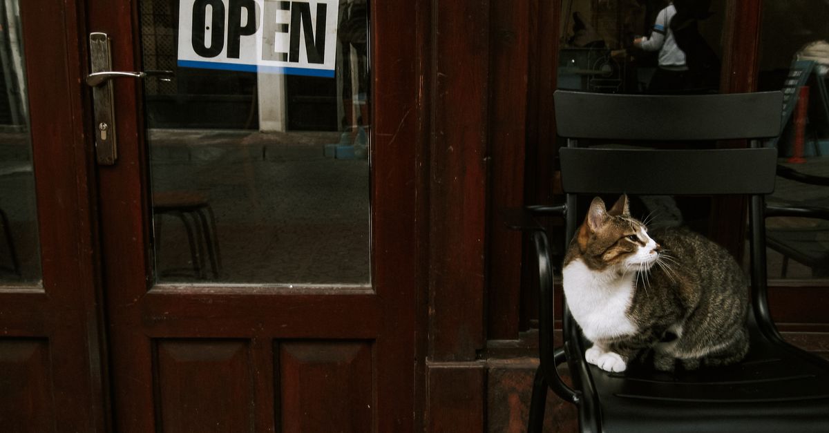 Foto de Exóticos Pet Shop e Consultório Veterinário