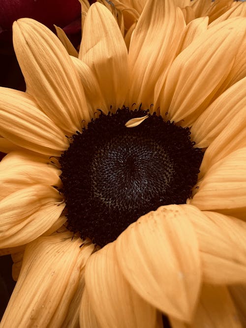 Foto stok gratis alam, bunga, bunga matahari