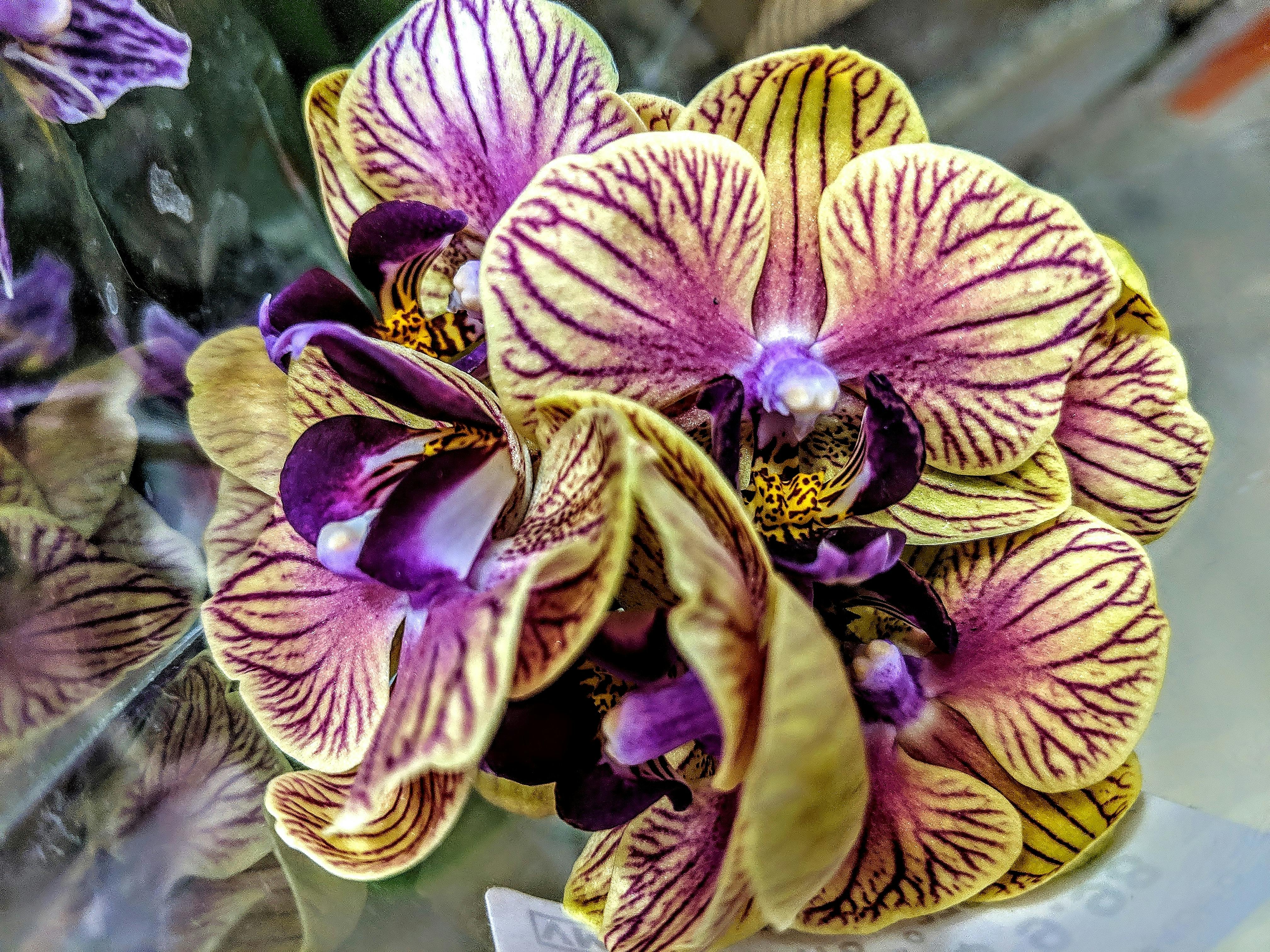 Free stock photo of orchid, orchids, yellow orchid