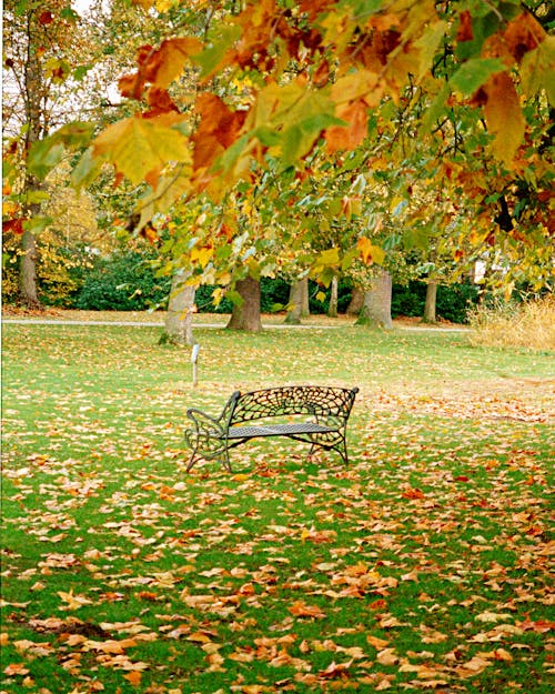 Autumn Leaves around Bench in Park