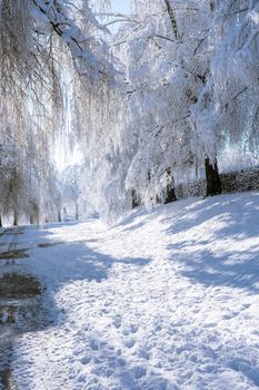 Tranquil winter scene with a snow-covered path lined by frosty trees.