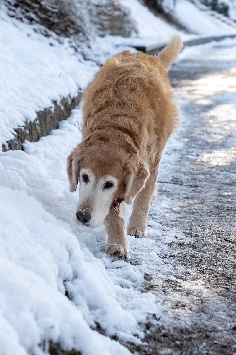 Murphy - photo 1