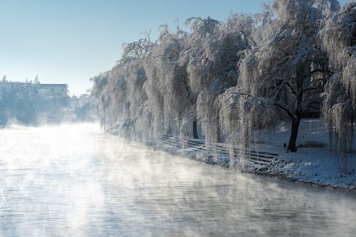 Fog over River in Park in Winter