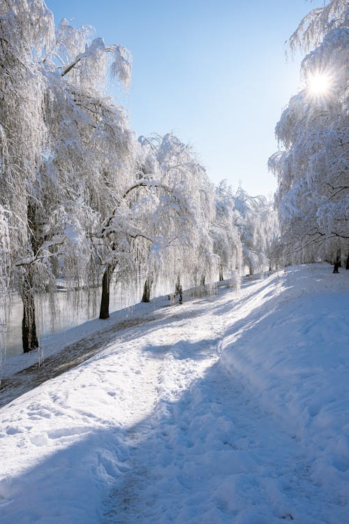 Photos gratuites de arbres, blanc, ciel clair