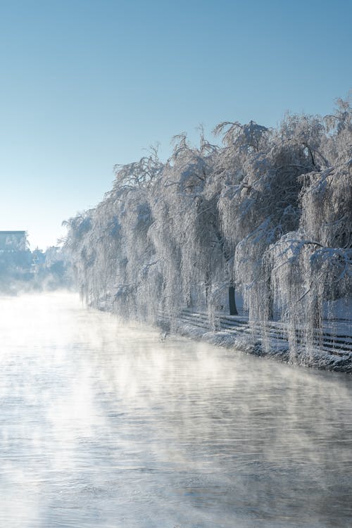 Fog over River with Trees in Snow in Winter