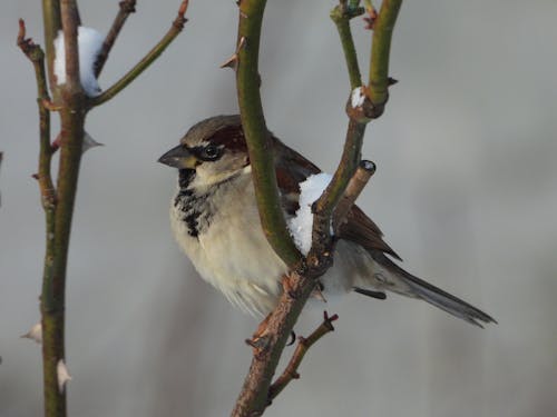 Sparrow in Winter