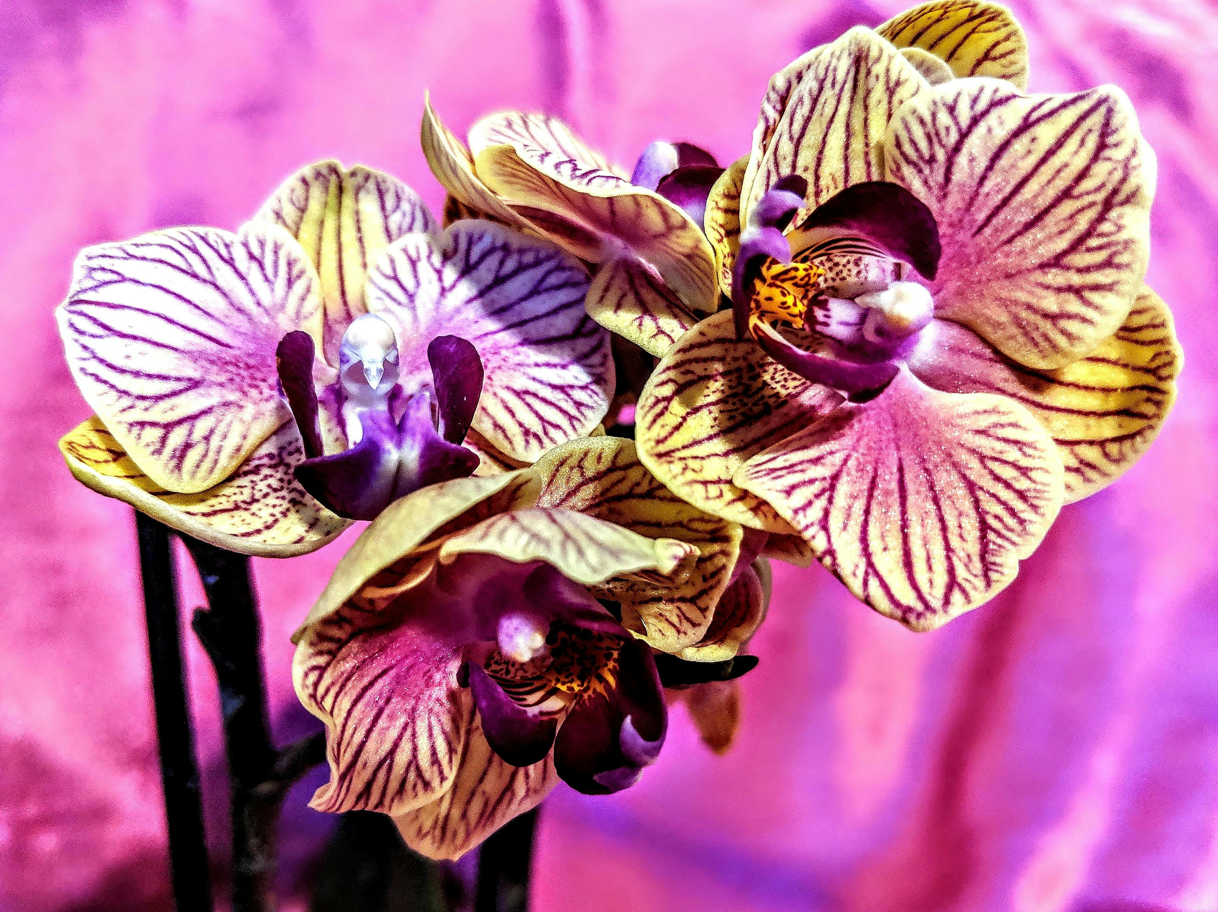 Free stock photo of orchid, orchids, yellow orchid