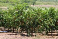 Scenic view of a vibrant fruit orchard filled with ripe peaches in Santa Cruz, Bolivia.