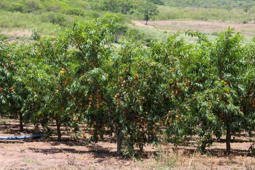 Scenic view of a vibrant fruit orchard filled with ripe peaches in Santa Cruz, Bolivia.