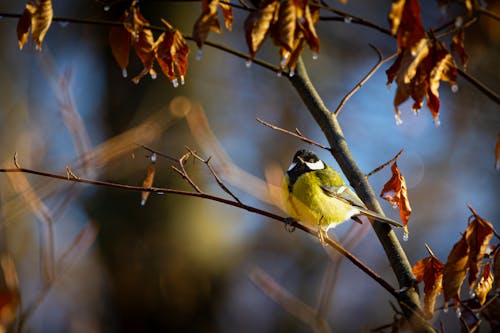 Foto stok gratis alam, burung, burung penyanyi