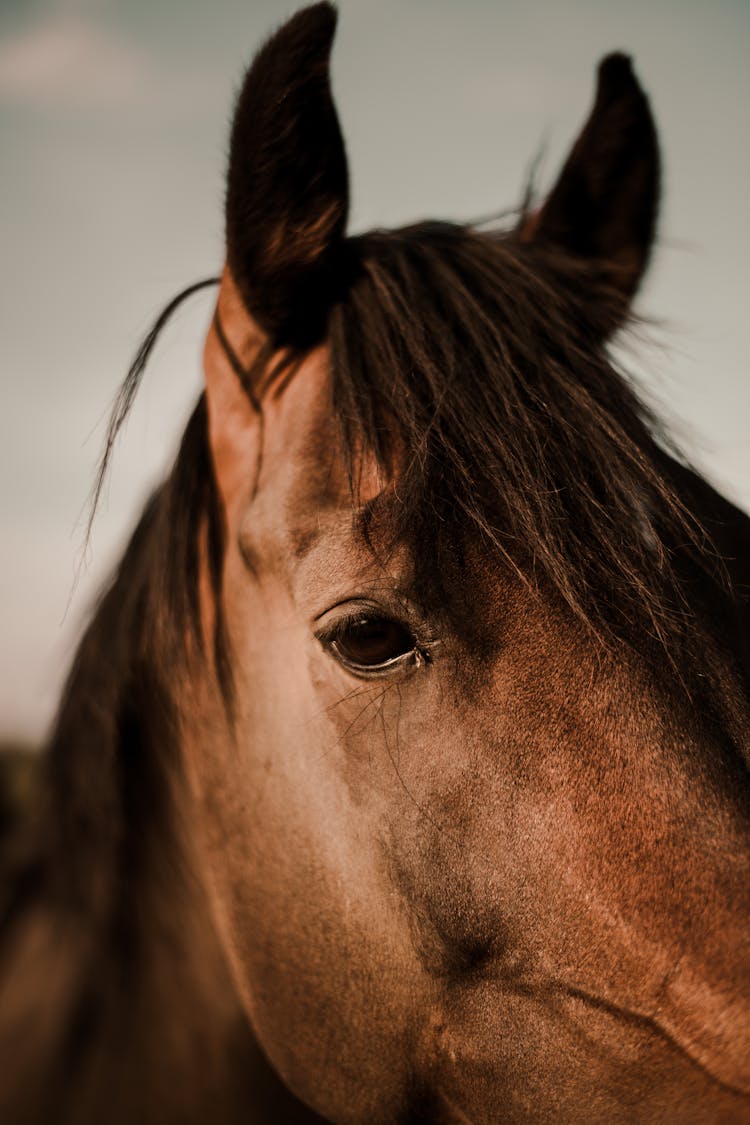 Brown Horse Head