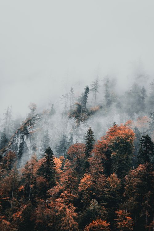 Free A stunning aerial view of a mist-covered autumn forest with vibrant fall foliage. Stock Photo