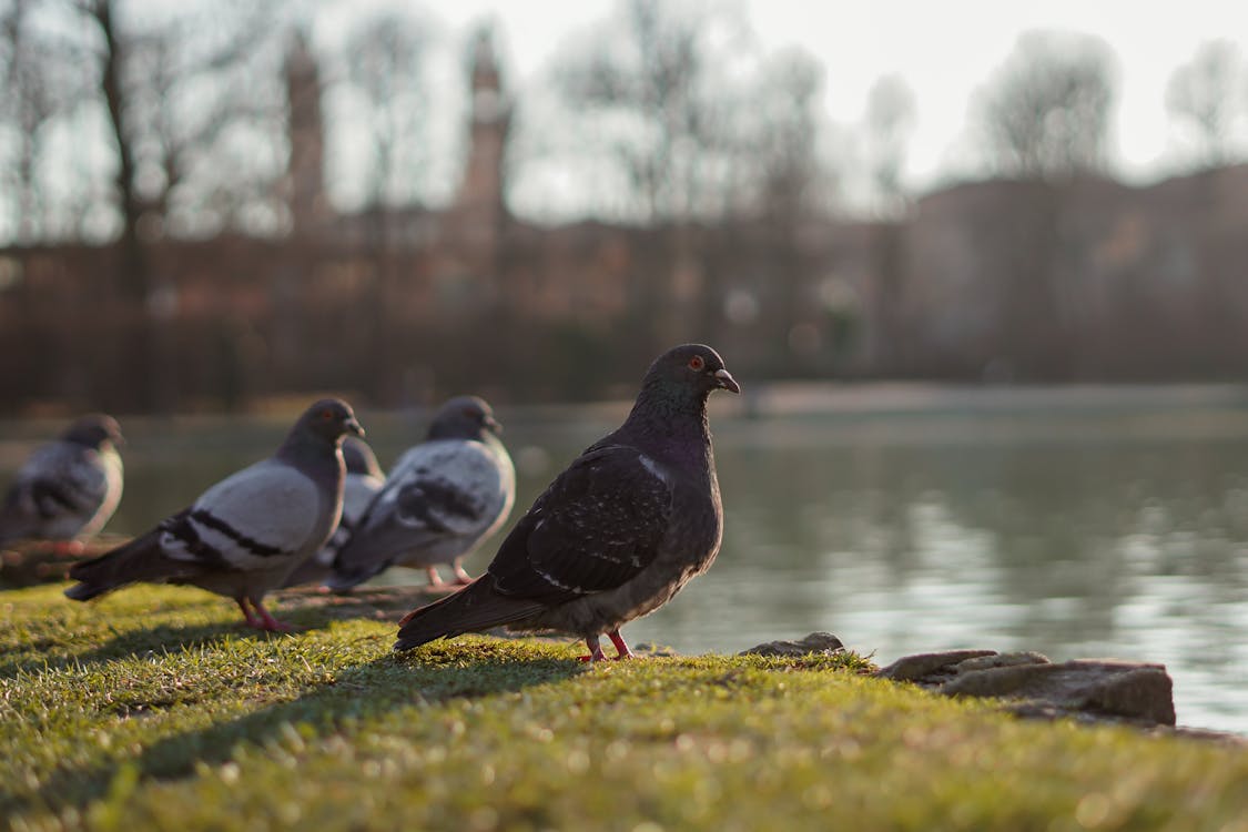 Pigeons on Lakeshore