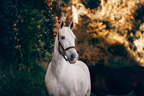 Белая лошадь возле зеленых листьев