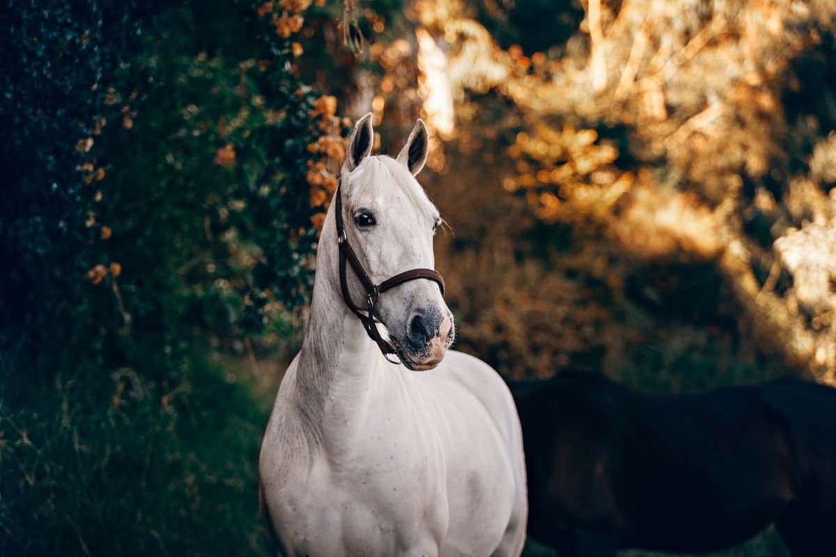 Groupe de cavaliers d'endurance sur un sentier boisé en automne