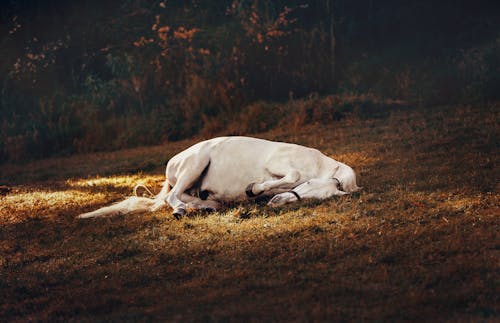Fotobanka s bezplatnými fotkami na tému biely kôň, cicavec, denné svetlo