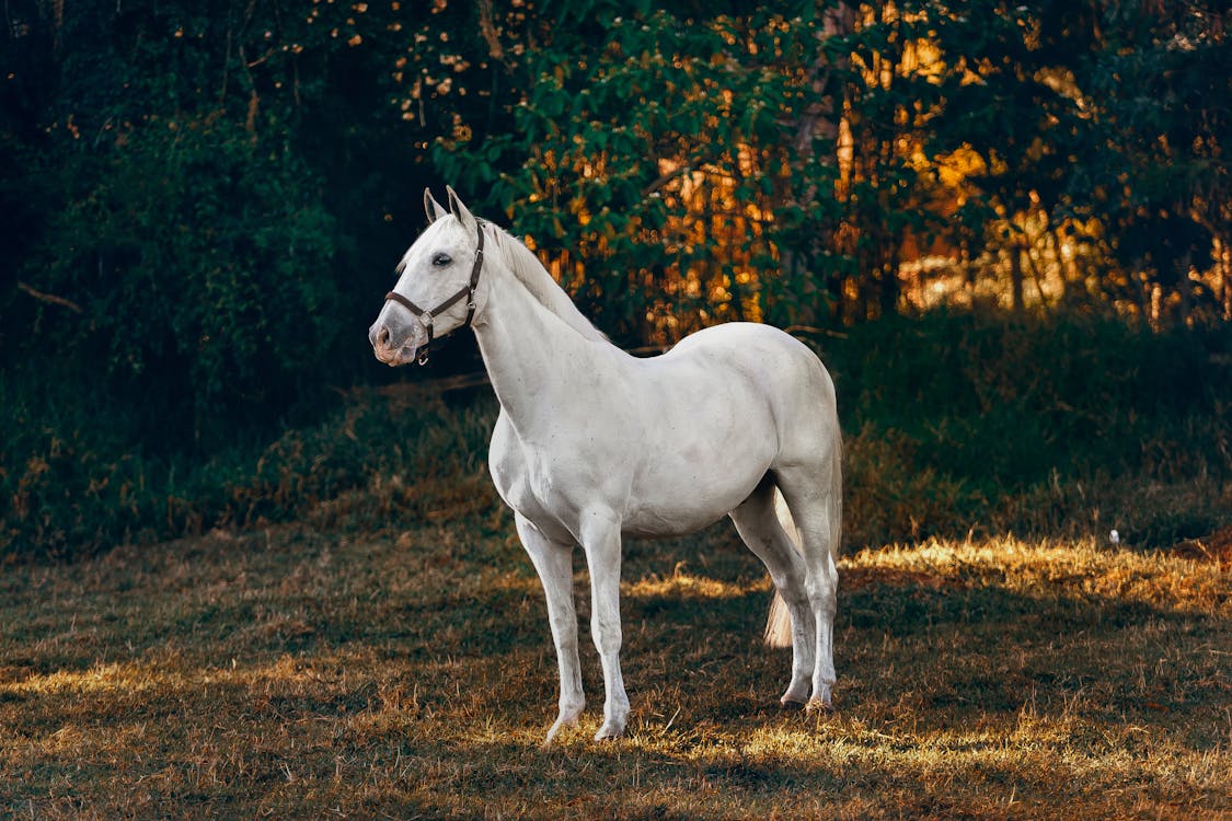 Free White Horse on Brown Grass Field Stock Photo