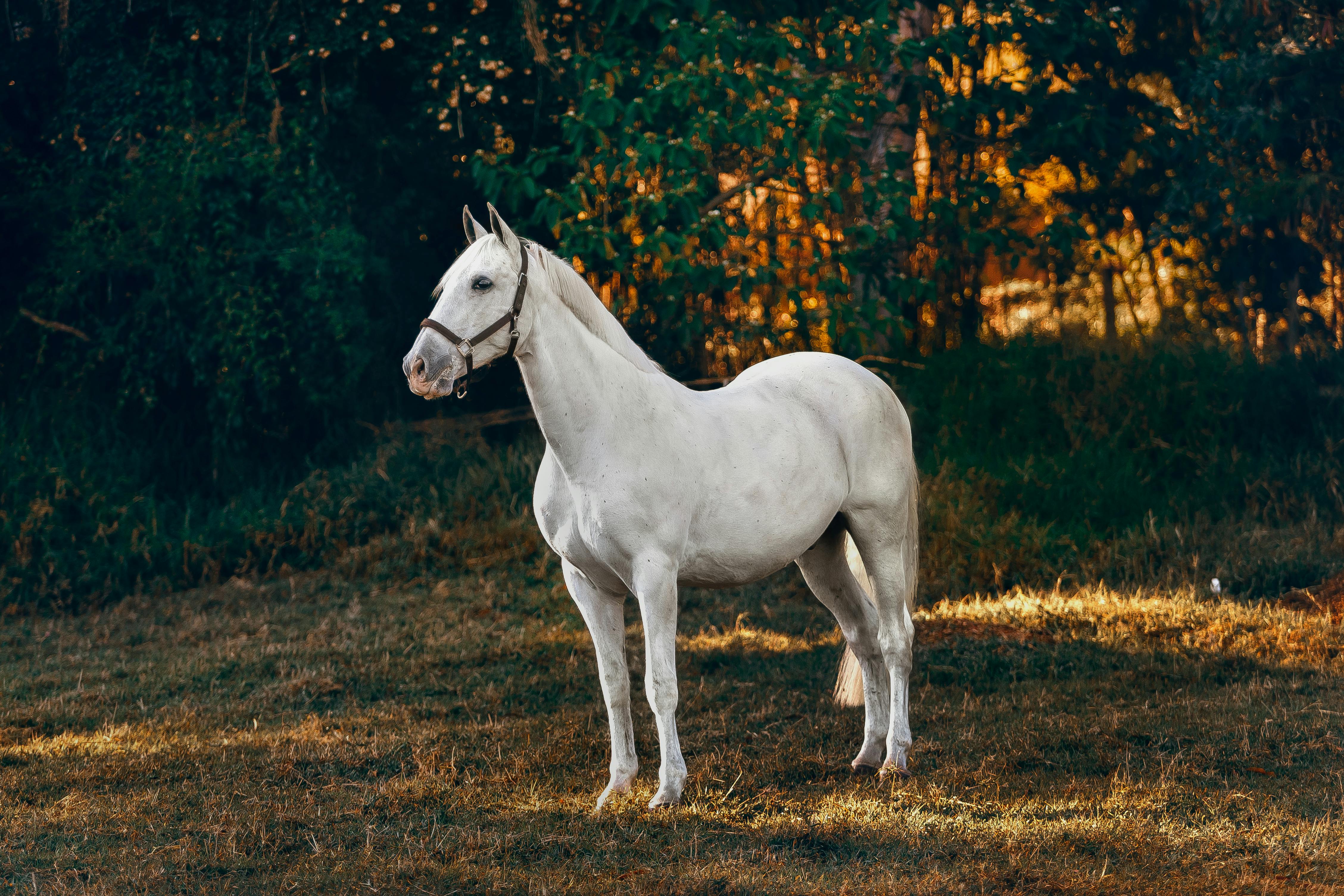 22,738 Horse Front Stock Photos, High-Res Pictures, and Images