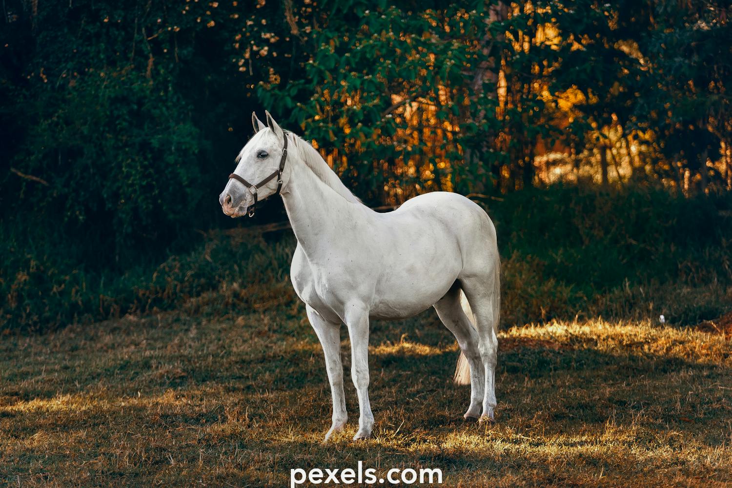 Nhiều hình ảnh Tải hình ảnh con ngựa đẹp Miễn phí tải về