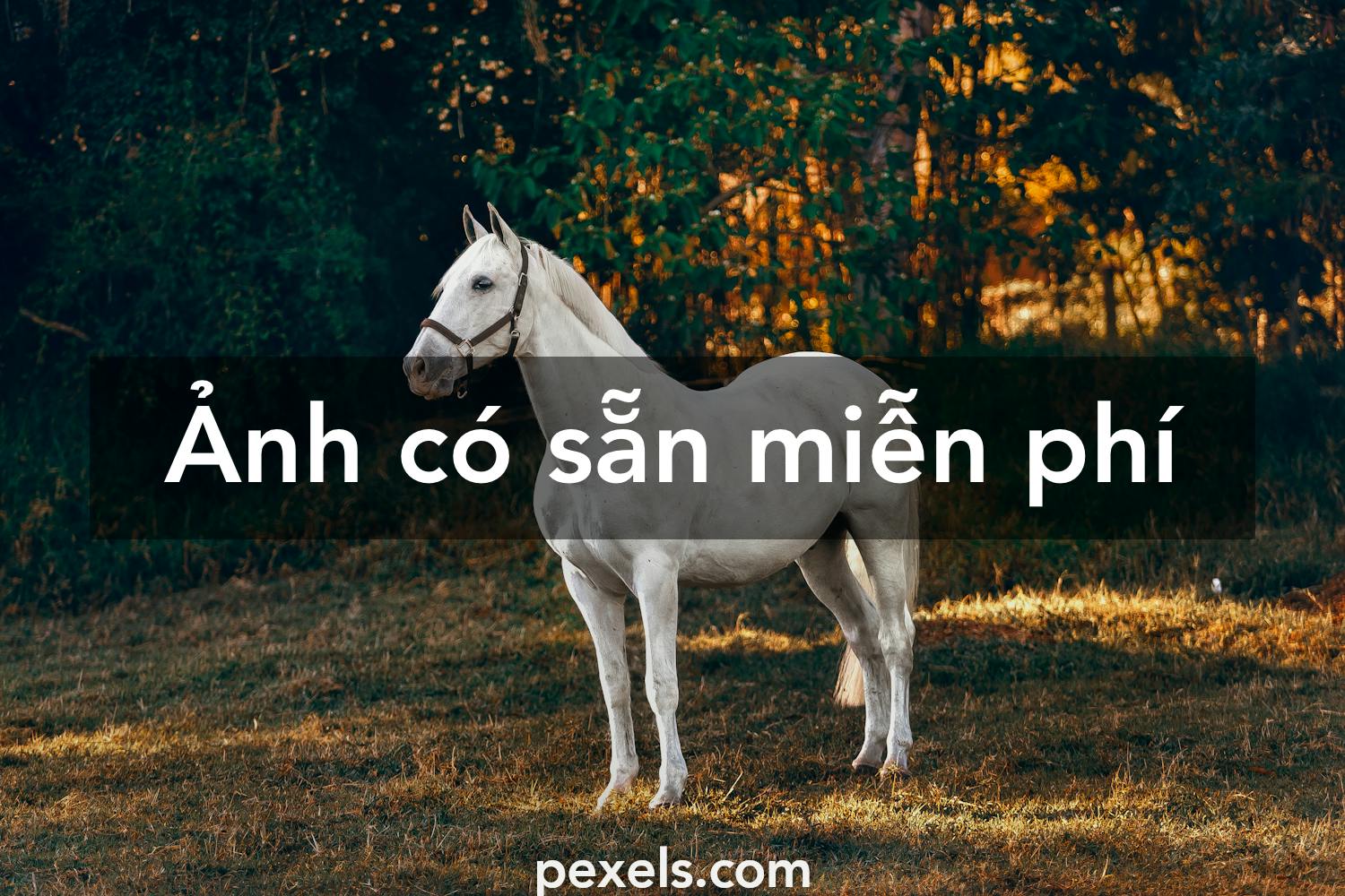 Tải hình ảnh con ngựa đẹp từ những nguồn nào miễn phí trên internet?