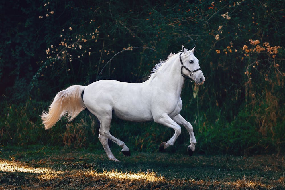 Cavalo de raça Árabe branco correndo livremente em um campo ao pôr do sol.
