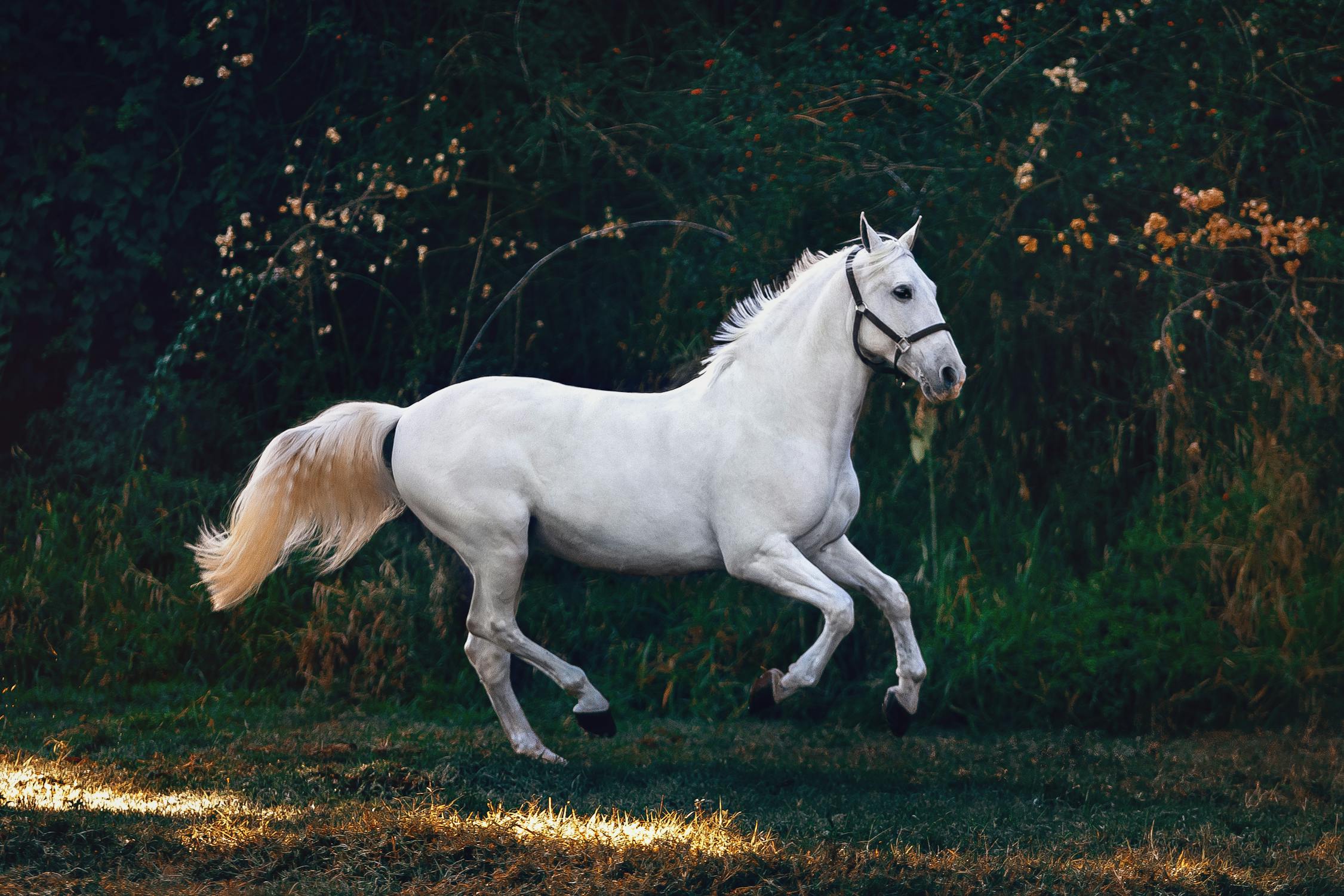 Horse Photo by Helena Lopes from Pexels: https://www.pexels.com/photo/white-horse-on-green-grass-1996333/