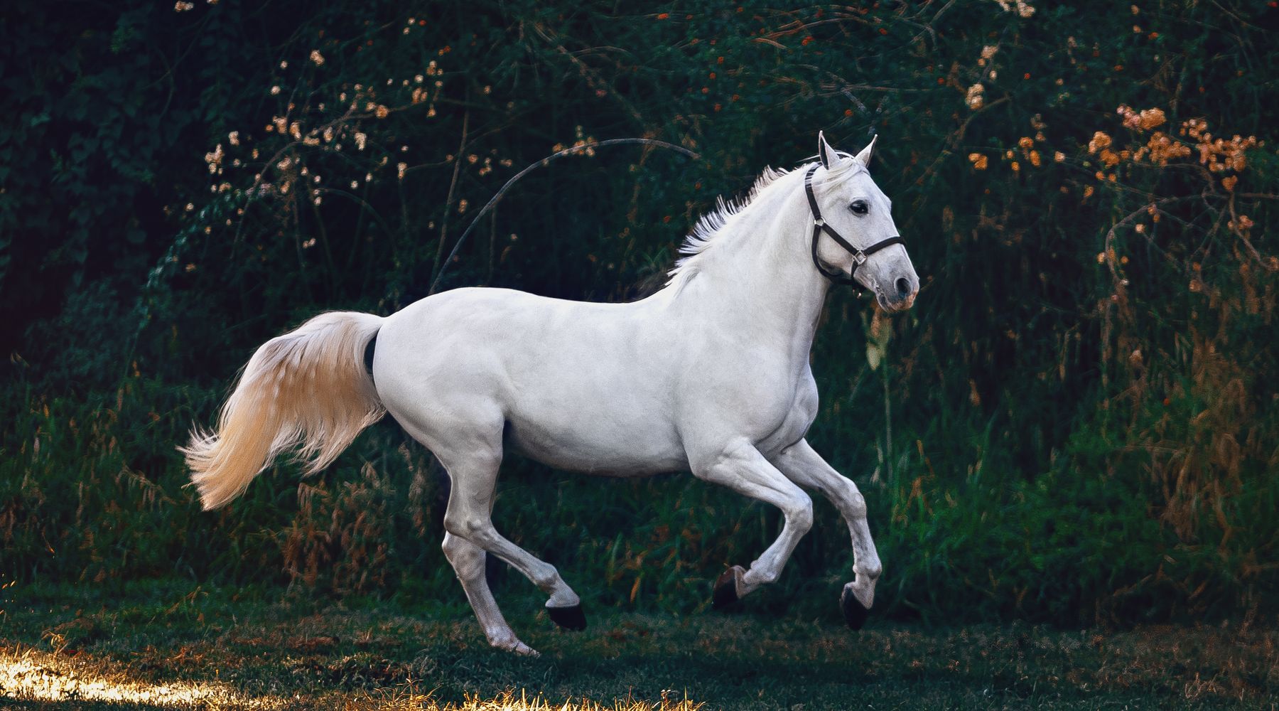 Caballo y jinete en la caballeriza
